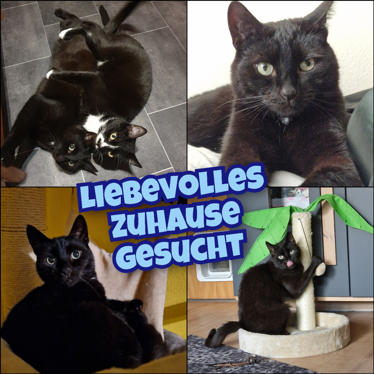 Luzifer_FotoGrid_20250731_081720304.jpg